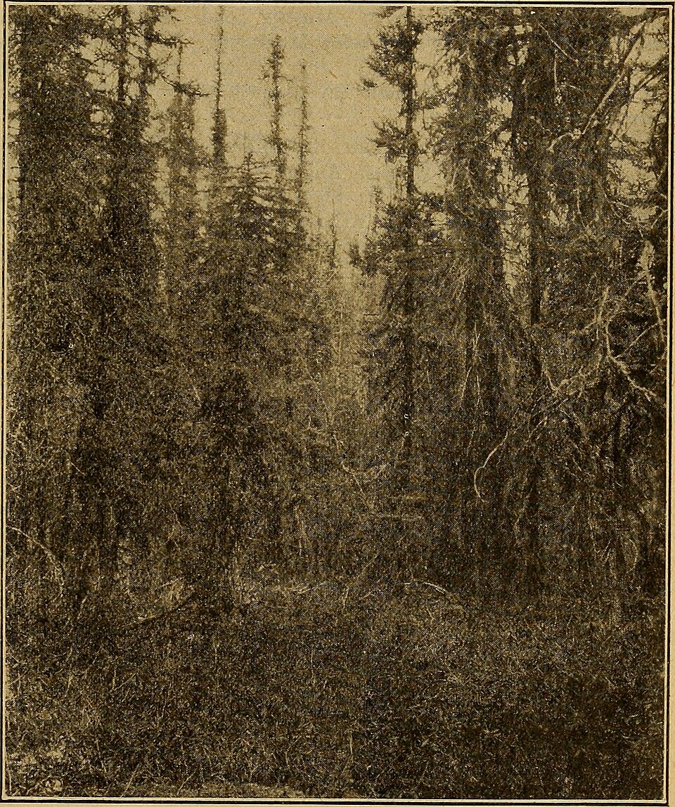 Vaccinium canadense (Sour-top blueberry) — photo