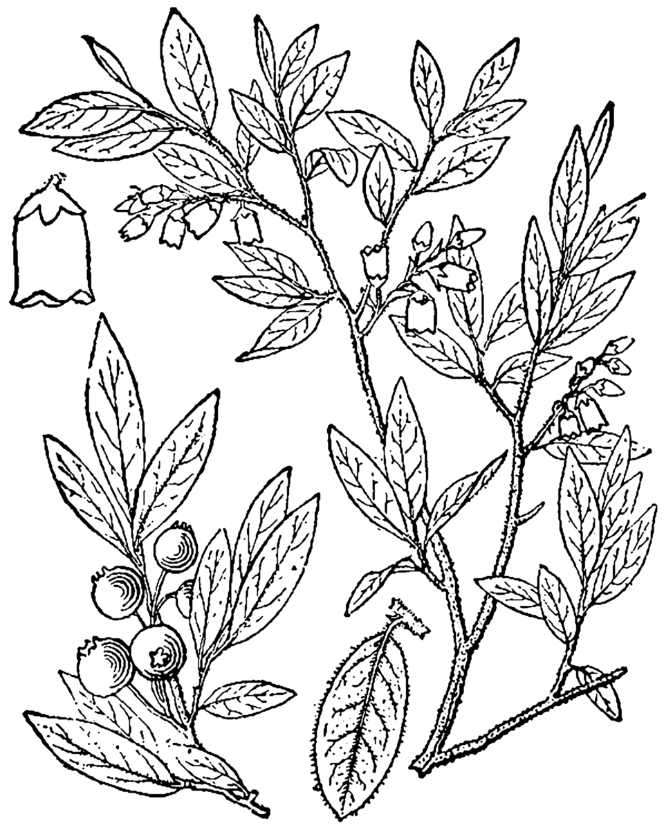 Vaccinium canadense