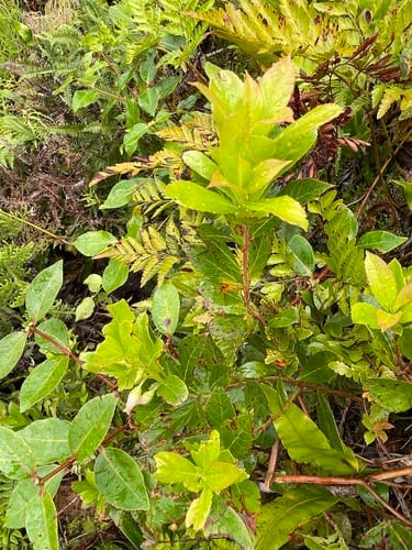 Vaccinium cereum (Ohelo berry) — photo