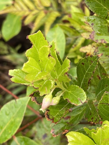 Vaccinium cereum