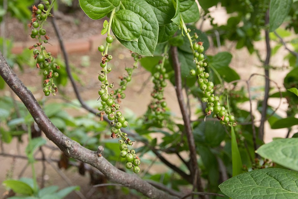 Vaccinium ciliatum — photo