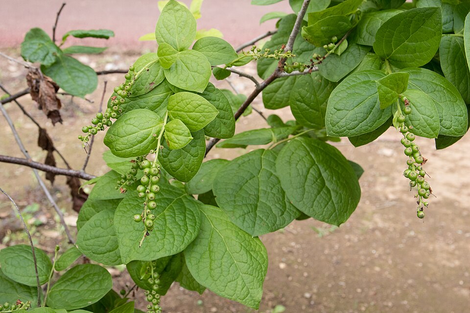 Vaccinium ciliatum