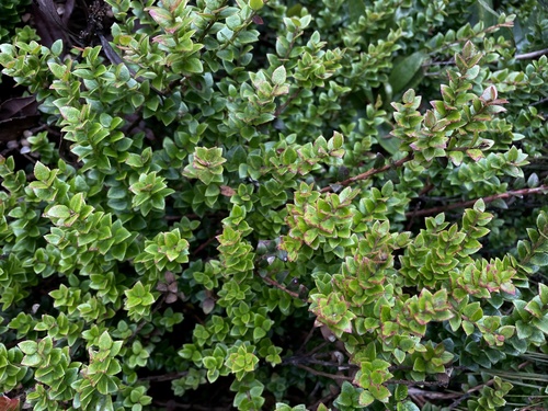 Vaccinium confertum — photo