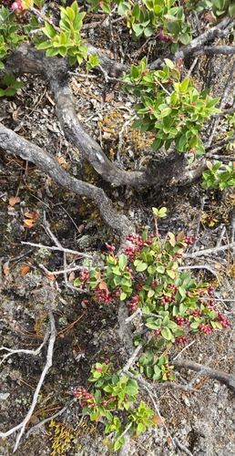 Vaccinium confertum — photo