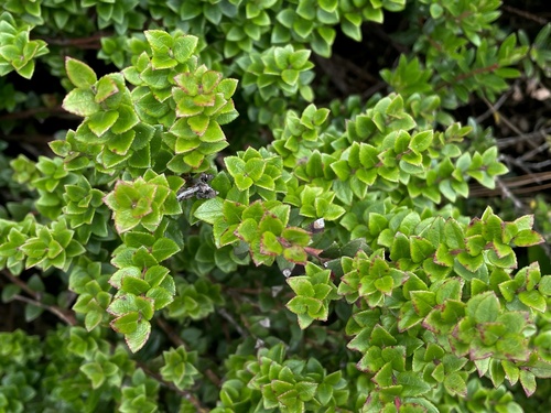 Vaccinium confertum