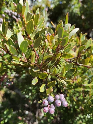 Vaccinium consanguineum (Arandano) — photo