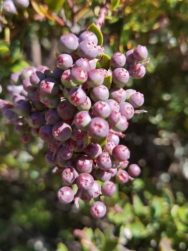 Vaccinium consanguineum (Arandano) — photo