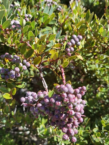 Vaccinium consanguineum