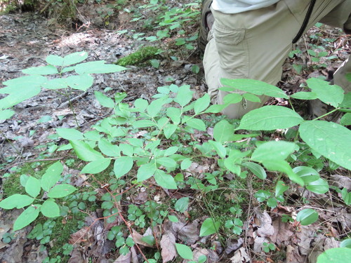 Vaccinium constablaei — photo