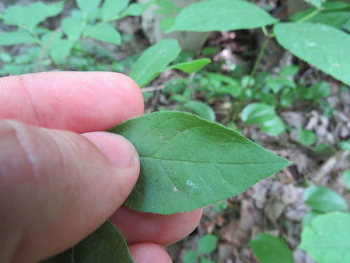 Vaccinium constablaei