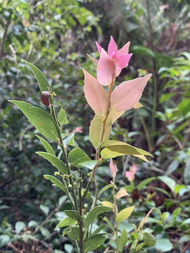 Vaccinium cordifolium — photo