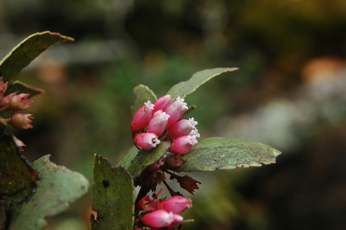 Vaccinium cordifolium — photo