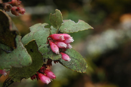 Vaccinium cordifolium