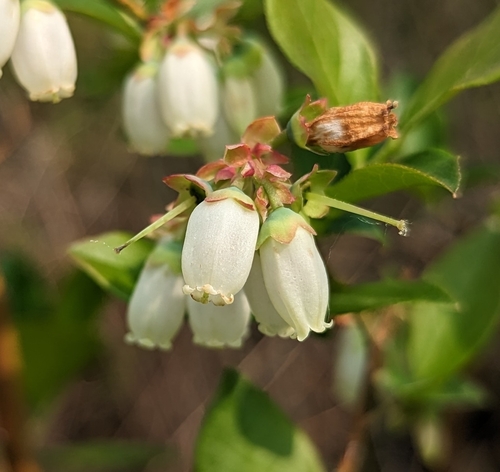 Vaccinium corymbosum x V. angustifolium (Half-high highbush blueberry) — photo