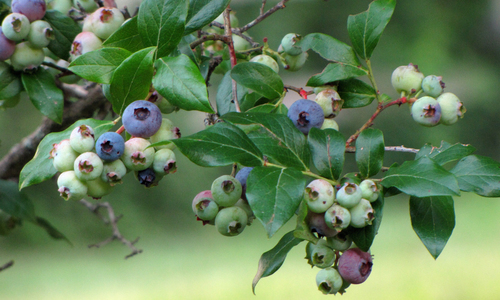 Vaccinium corymbosum x V. angustifolium (Half-high highbush blueberry) — photo