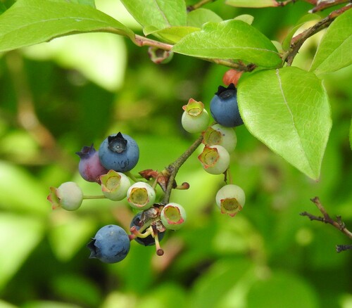 Vaccinium corymbosum x V. angustifolium
