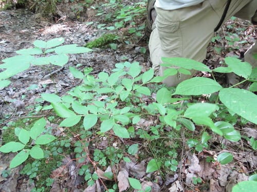 Vaccinium corymbosum x V. darrowi (Southern highbush blueberry) — photo