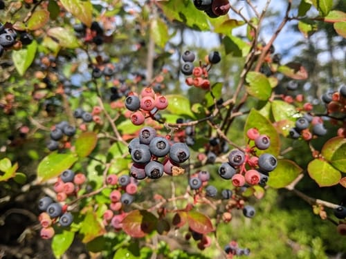 Vaccinium corymbosum x V. darrowi (Southern highbush blueberry) — photo