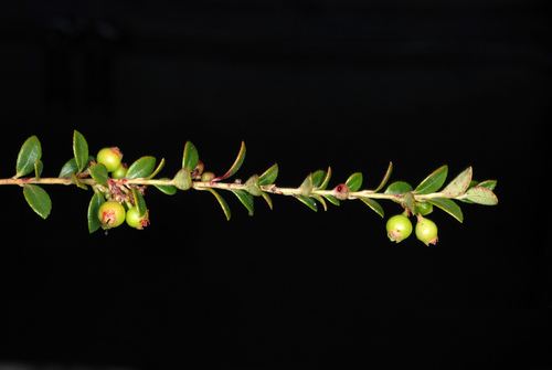 Vaccinium crassifolium (Creeping blueberry) — photo