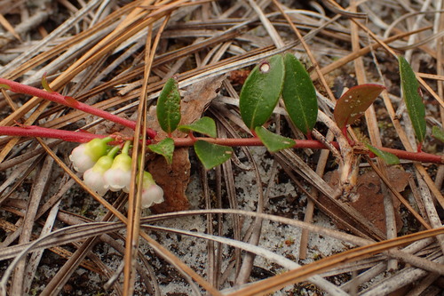 Vaccinium crassifolium (Creeping blueberry) — photo