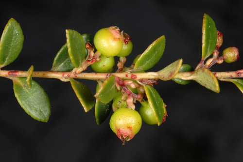Vaccinium crassifolium