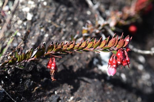 Vaccinium crenatum — photo