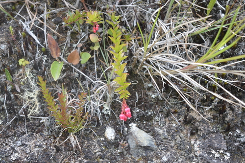 Vaccinium crenatum