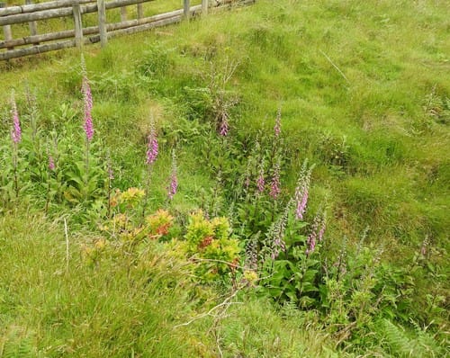 Vaccinium cylindraceum — photo