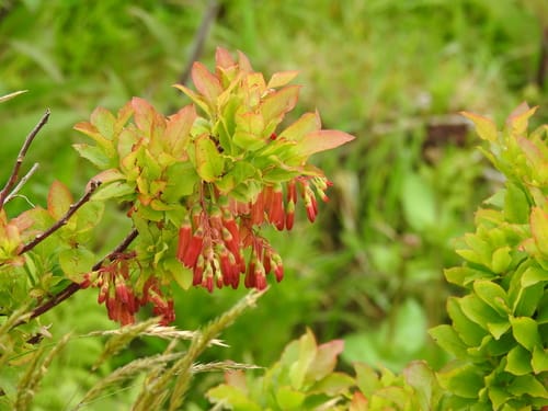 Vaccinium cylindraceum — photo
