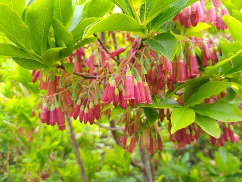 Vaccinium cylindraceum