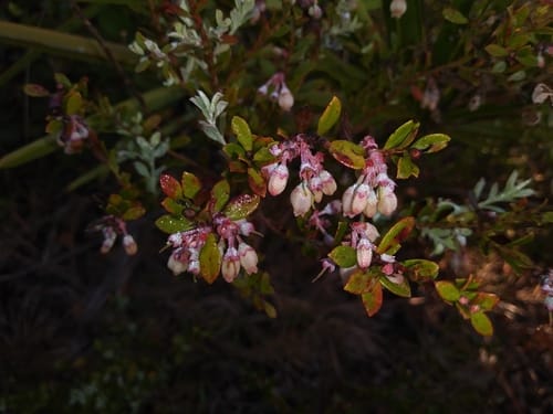 Vaccinium darrowii (Darrow's Blueberry) — photo