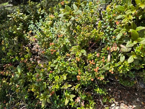 Vaccinium delavayi (Sontram Delavay) — photo