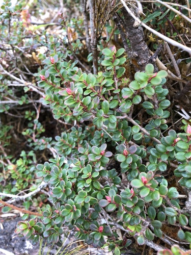 Vaccinium delavayi
