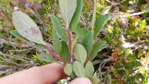 Vaccinium deliciosum (Alpine blueberry) — photo
