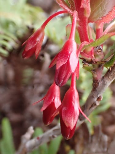 Vaccinium dentatum (Ohelo) — photo