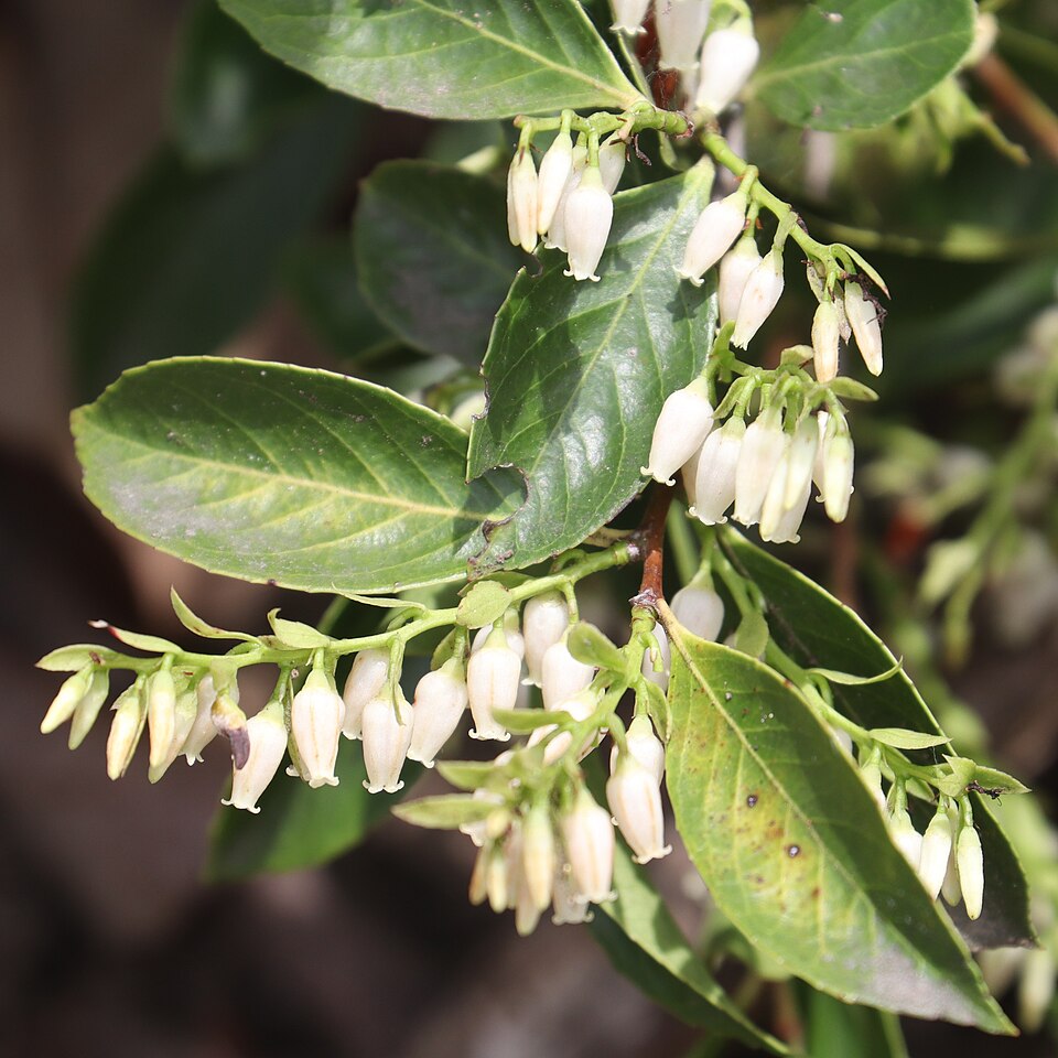 Vaccinium donianum — photo