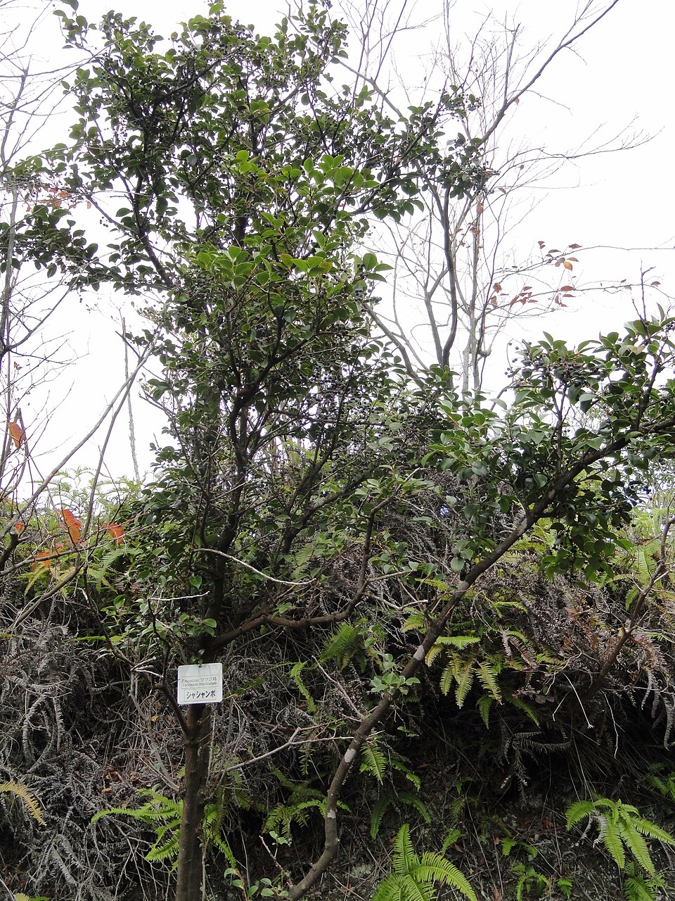 Vaccinium donianum