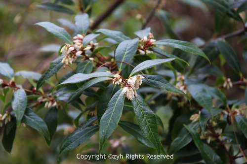 Vaccinium duclouxii