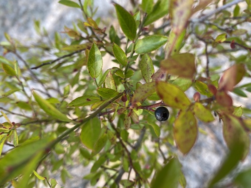 Vaccinium elliottii (Elliott's Blueberry) — photo