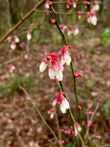 Vaccinium elliottii (Elliott's Blueberry) — photo