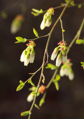 Vaccinium elliottii