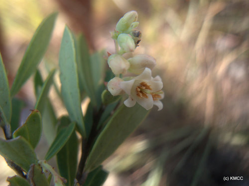 Vaccinium emirnense — photo