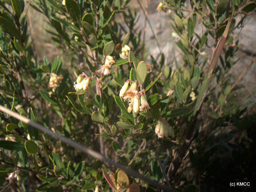 Vaccinium emirnense — photo