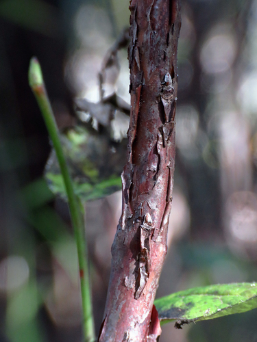 Vaccinium erythrocarpum (Southern mountain cranberry) — photo