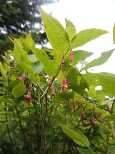 Vaccinium erythrocarpum (Southern mountain cranberry) — photo