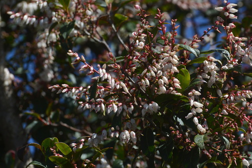 Vaccinium exaristatum — photo
