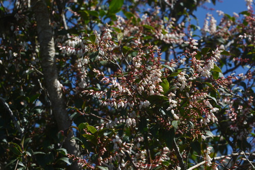Vaccinium exaristatum — photo