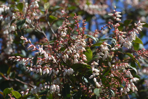 Vaccinium exaristatum