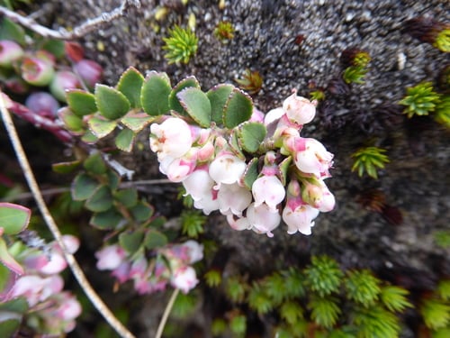 Vaccinium floribundum (Colombian blueberry) — photo