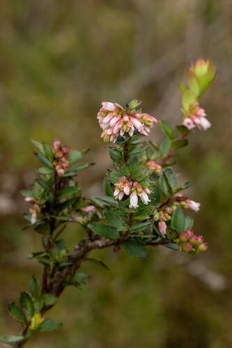 Vaccinium floribundum (Colombian blueberry) — photo